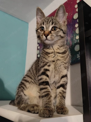 Kitten Duo Wizard und Amaya