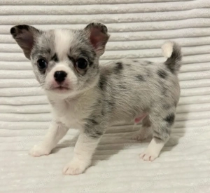 teacup chihuahua