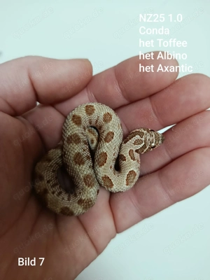 Hakennasennattern (Heterodon nasicus) aus eigener Nachzucht 2025 zu verkaufen!