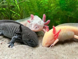 axolotl abzugeben