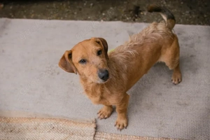 Chip-Nr. 273862 - Ich bin sehr zutraulich und menschenbezogen, verspielt und lernwillig