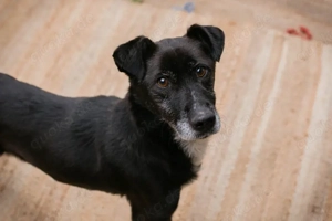 *FIDO* - Der Rüde ist offen, mag die Menschennähe und braucht Beschäftigung 