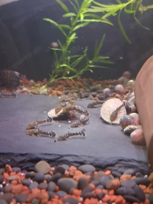 Antennenwels Nachwuchs  Bild 2