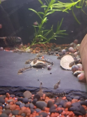 Antennenwels Nachwuchs  Bild 4