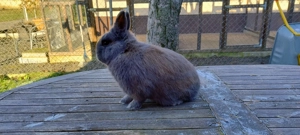 Zwergwidder Perlfeh Zuchtauflösung, Farbenzwerge Separator  Isabel  Bild 2