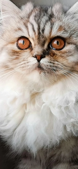 Wir haben noch ein Mädchen in Blue Tabby in liebevolle Hände abzugeben 