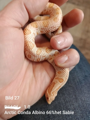 Hakennasennatter (Heterodon nasicus) aus eigener Nachzucht 2025 zu verkaufen!