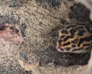 Terrarium 120x40x50 mit Leopardengeckogruppe