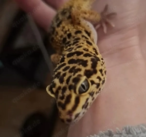 Terrarium komplett, 4 Leopardengeckos