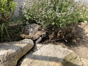 Landschildkröten Korsika Mallorca Sardinien Breitrand Griechen -eigene Nachzuchten- Bild 8