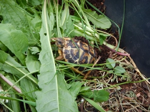 Landschildkröten Korsika Mallorca Sardinien Breitrand Griechen -eigene Nachzuchten- Bild 7