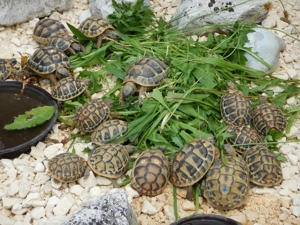 Landschildkröten Korsika Mallorca Sardinien Breitrand Griechen -eigene Nachzuchten- Bild 10