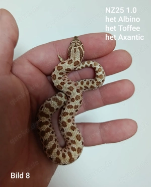 Hakennasennattern (Heterodon nasicus) aus eigener Nachzucht 2025 zu verkaufen!