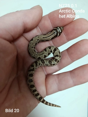 Hakennasennattern (Heterodon nasicus) aus eigener Nachzucht 2025 zu verkaufen!