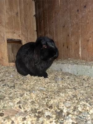 Zwergkaninchen Bild 2