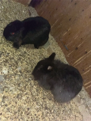Zwergkaninchen Bild 3