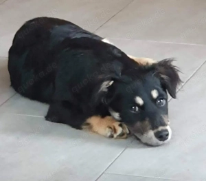 kleines, wunderschönes, katzenverträgliches Welpenmädchen "Hera" sucht ein schönes Zuhause