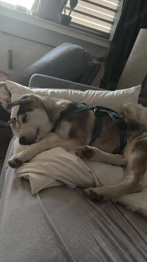 Aristo, hübscher Husky Mix