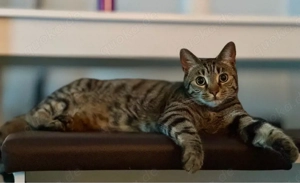 Kater Tyga sucht neues zuhause