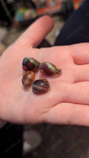 Acavus haemastoma Schnecken und Asseln 