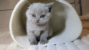 Britisch Kurzhaar Kitten BKH weiblich 