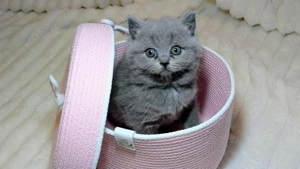 Britisch Kurzhaar Kitten BKH weiblich 