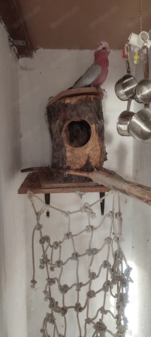 Suche Rosa Kakadu Henne 