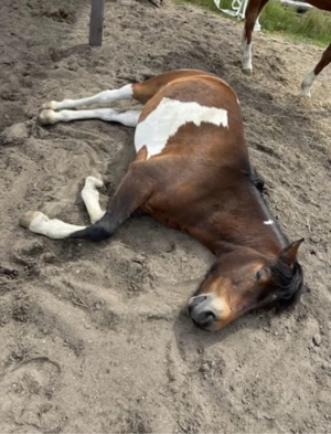 Pony (Huzule) zu verkaufen Bild 4
