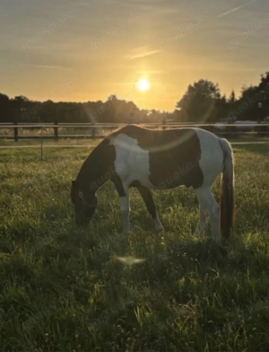Pony (Huzule) zu verkaufen Bild 3