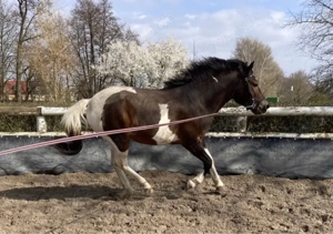 Pony (Huzule) zu verkaufen