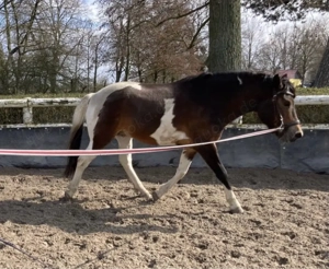 Pony (Huzule) zu verkaufen Bild 2