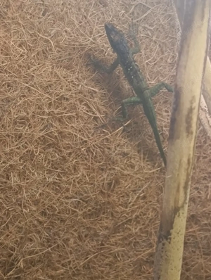 ich verkaufe hier mein Anolis roquet mocouba paar