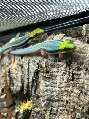 Phelsuma Klemmeri (Blauer-Bambus-Taggecko)