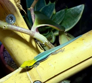 !!! reserviert!!! Phelsuma Klemmeri (Blauer-Bambus-Taggecko)