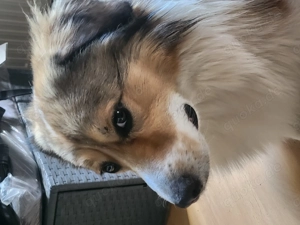 Rüde sucht neues Zuhause