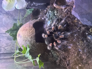 Brachypelma Smithi 