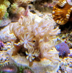 Korallenableger-Meerwasser- Röhrenkoralle Stolonifera sp. Bild 2