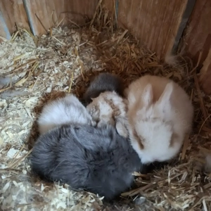 Kaninchen Babys