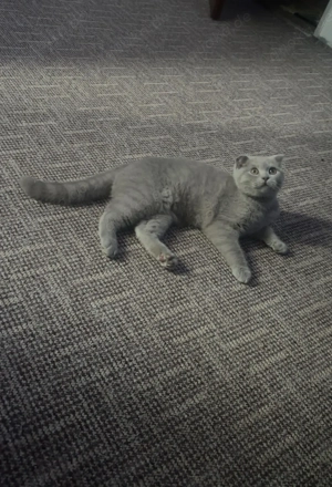 BKH Katze Coco 4 Monate