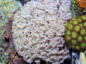 Korallenableger-Meerwasser- Röhrenkoralle Stolonifera sp.