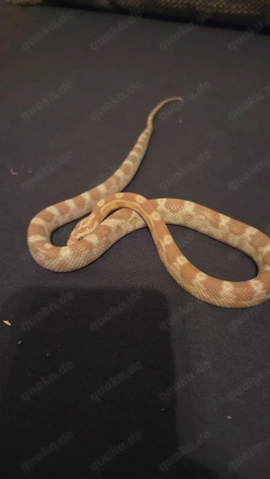 Kornnatter (Pantherophis guttatus)