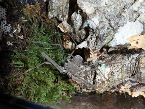 Euphrynichus bacillifer - Geißelspinnen - Bulk möglich