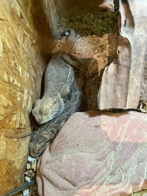 handzahmes Bartagamen pärchen mit terrarium