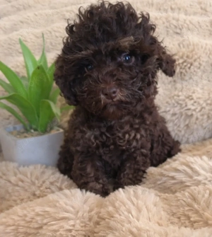 Toy Pudel schoko tan 