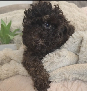 Toy Pudel schoko tan 