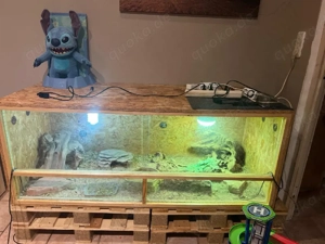 handzahmes bartagamen pärchen 