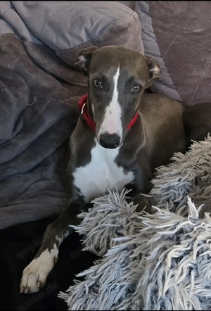Whippet Mädchen10 Monate