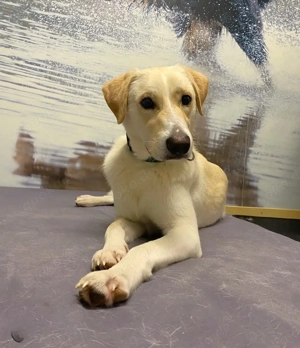 Mischlingsrüde Lobo sucht sein Zuhause