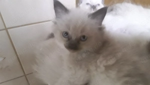 Ragdollkitten 