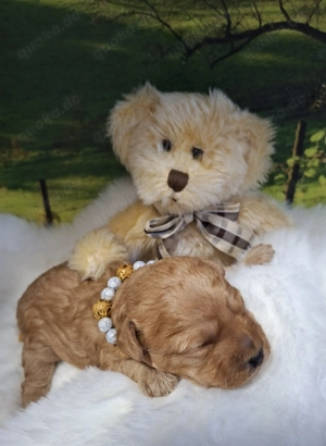 Yorkiepoo suchen ein schönes Zuhause 